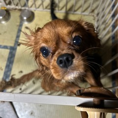 キャバリアの画像