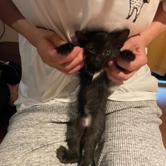 生後間もない子猫ちゃん、どなたか里親になってくれませんか - 猫