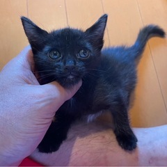 生後間もない子猫ちゃん、どなたか里親になってくれませんか