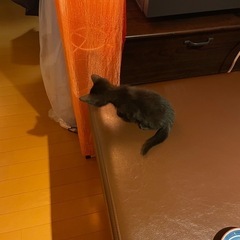 生後間もない子猫ちゃん、どなたか里親になってくれませんか - 久留米市