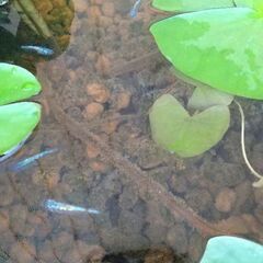 ネプチューン、サファイア有精卵20個〜の画像