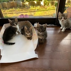 【8/10譲渡会】ラブちゃんの子猫たち