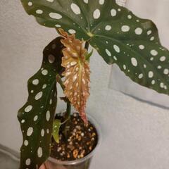 インテリア　観葉植物　ベゴニア　マクラータの画像