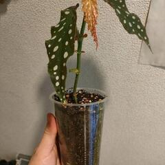 インテリア　観葉植物　ベゴニア　マクラータの画像