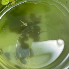 ラメめだかミックス稚魚5匹＋水草＋ラムズの画像