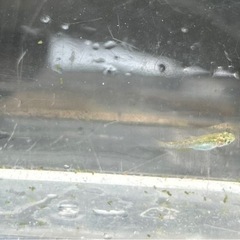 ラメめだかミックス稚魚5匹＋水草＋ラムズの画像