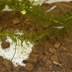 ラメめだかミックス稚魚5匹＋水草＋ラムズの画像
