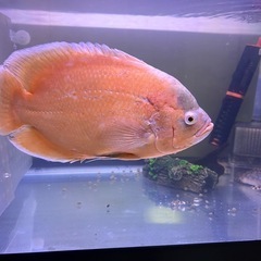 オスカー約28cm 大事にしてくれる方への画像