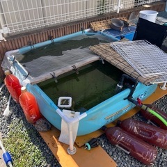 (伊勢宮メダカ) ミックス　1匹30円の画像