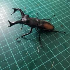 ①国産外国産クワガタカブトムシクジ500‼️の画像