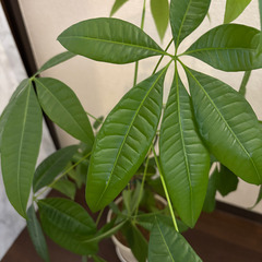 人気の観葉植物　パキラ　高さ86cm　美しいです。の画像