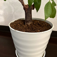 人気の観葉植物　パキラ　高さ86cm　美しいです。の画像