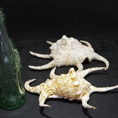 オウムガイ・ヤコウガイ・タカセガイ・スイジガイ　１５個埋め合せ パール磨き 貝殻 標本 巻貝 貝殻標本 天然物 クラフト 材料 素材 螺鈿の画像