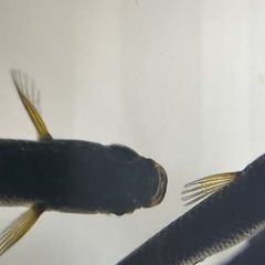 伊勢宮メダカ　黒天幻龍RLF ６匹の画像