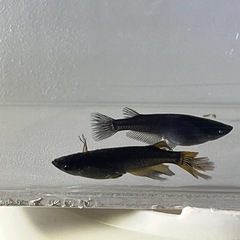 伊勢宮メダカ　黒天幻龍RLF ６匹の画像