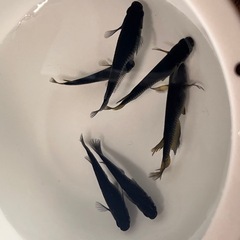 伊勢宮メダカ　黒天幻龍RLF ６匹の画像