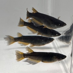 伊勢宮メダカ　黒天幻龍RLF 6匹の画像