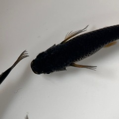 伊勢宮メダカ　黒天幻龍RLF 6匹の画像