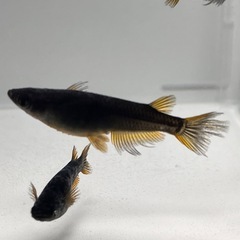 伊勢宮メダカ　黒天幻龍RLF 6匹の画像