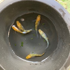 夜桜(めだか)幼魚１０匹の画像