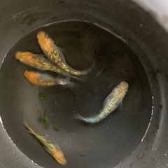 夜桜(めだか)幼魚１０匹の画像