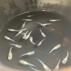 夜桜(めだか)幼魚１０匹の画像