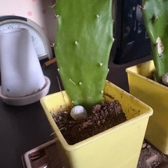 サボテンの画像