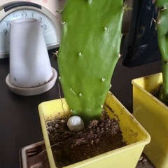 サボテンの画像