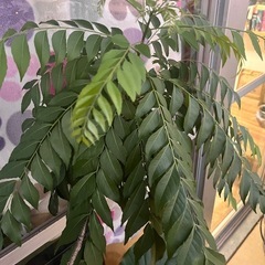 カレーリーフ生葉10枝の画像