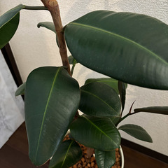フィカス　人気観葉植物です。深いグリーンの葉っぱが美しいです。の画像