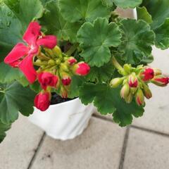 ゼラニウム赤の画像