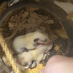 フクロモモンガベビー7月17日脱のう