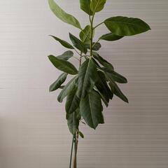フィカス•アルテシマ 観葉植物の画像