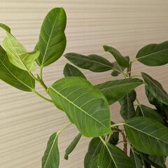フィカス•アルテシマ 観葉植物の画像