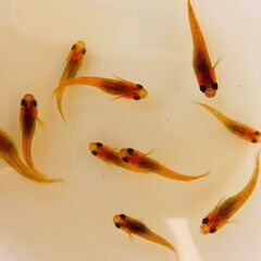 No.95【②三色錦メダカ　稚魚 10匹 100円】の画像