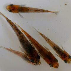 No.95【②三色錦メダカ　稚魚 10匹 100円】の画像