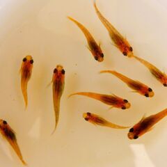 No.95【②三色錦メダカ　稚魚 10匹 100円】の画像