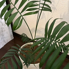 テーブルヤシ　人気の観葉植物です。高さ82cm　美しいです。の画像
