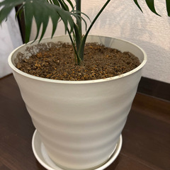 テーブルヤシ　人気の観葉植物です。高さ82cm　美しいです。の画像
