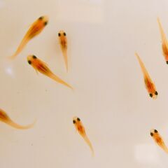 No.96【②楊貴妃メダカ　稚魚 10匹 100円】の画像