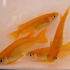 No.96【②楊貴妃メダカ　稚魚 10匹 100円】の画像