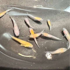 【メダカ】   花魁めだか 11匹の画像
