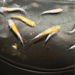 【メダカ】   花魁めだか 11匹の画像