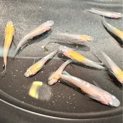 【メダカ】   花魁めだか 11匹の画像