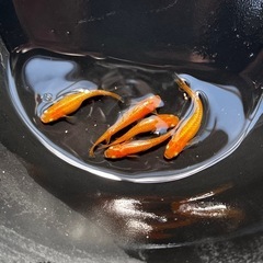 メダカ　めだか　紅華　2ペア＋オス1匹　合計5匹　残り2セット　②の画像