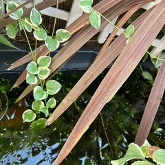 みゆき　メダカ　針子　の画像