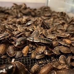 デュビア　100匹　まとめ買い割引あり‼︎　餌用・繁殖用　爬虫類、肉食魚などの餌に　の画像