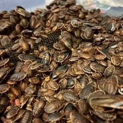 デュビア　100匹　まとめ買い割引あり‼︎　餌用・繁殖用　爬虫類、肉食魚などの餌に　の画像