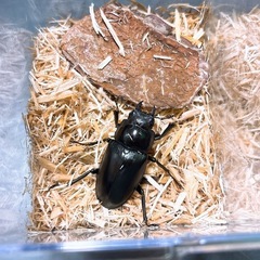 【新成虫】ギラファノコギリクワガタ ペア 管理番号5の画像