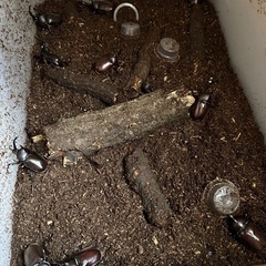 カブトムシ　②ペア　野外採集個体の画像